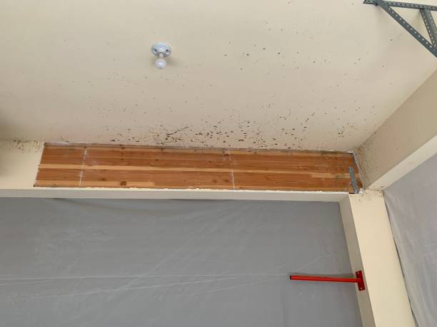 Best Crawl Space Mold Remediation  in Sunbury, OH