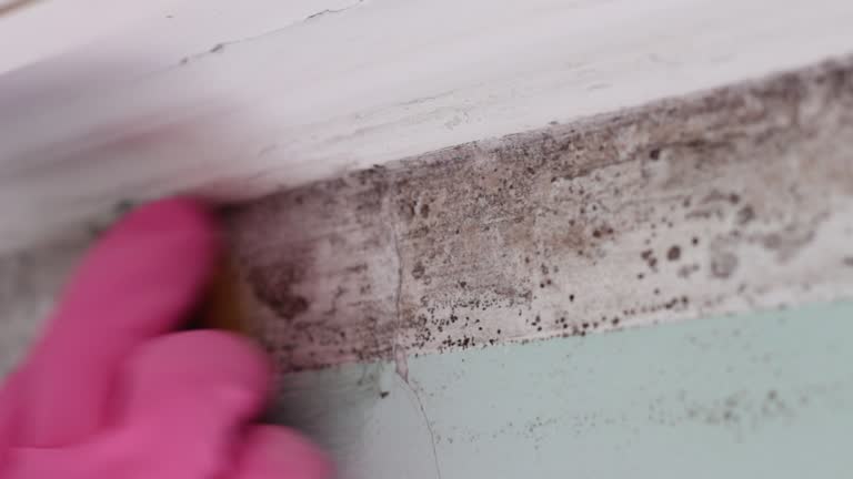 Mold Odor Removal Services